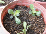 img0008.jpg